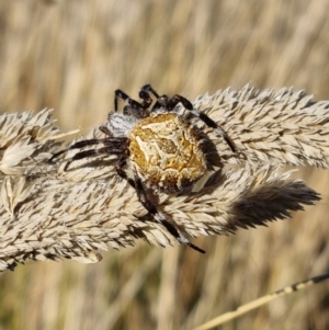 Backobourkia sp. (genus) at Jerrabomberra, ACT - 11 Mar 2022