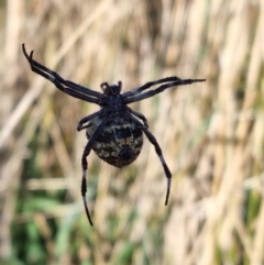 Backobourkia sp. (genus) at Jerrabomberra, ACT - 11 Mar 2022