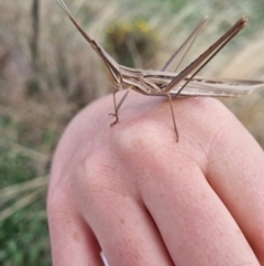 Acrida conica (Giant green slantface) at Jerrabomberra, ACT - 31 Mar 2022 by EmilySutcliffe
