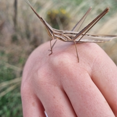 Acrida conica (Giant green slantface) at Jerrabomberra Grassland - 30 Mar 2022 by EmilySutcliffe