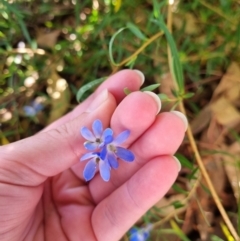 Billardiera heterophylla (Western Australian Bluebell Creeper) at Farrer Ridge - 5 Apr 2022 by EmilySutcliffe