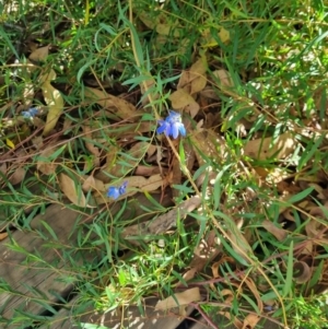 Billardiera heterophylla at Wanniassa, ACT - 5 Apr 2022