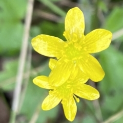 Ranunculus amphitrichus (Small River Buttercup) at Cotter River, ACT - 30 Mar 2022 by RAllen