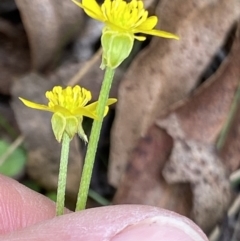 Ranunculus amphitrichus at Cotter River, ACT - 30 Mar 2022 11:16 AM