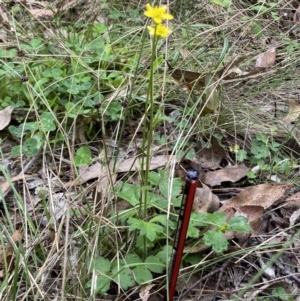 Ranunculus amphitrichus at Cotter River, ACT - 30 Mar 2022 11:16 AM