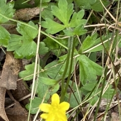 Ranunculus amphitrichus at Cotter River, ACT - 30 Mar 2022 11:16 AM