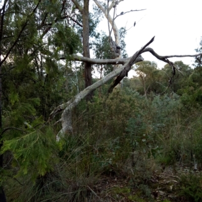 Callocephalon fimbriatum (Gang-gang Cockatoo) at Aranda Bushland - 12 Apr 2022 by DesB