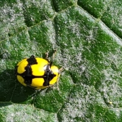 Illeis galbula at Narrabundah, ACT - 13 Apr 2022 10:35 AM