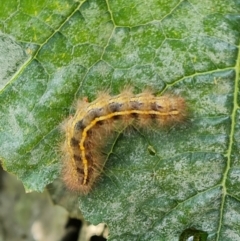 Ardices canescens (Dark-spotted Tiger Moth) at Narrabundah, ACT - 13 Apr 2022 by Mike