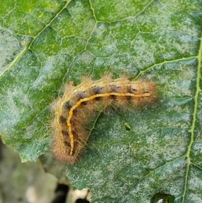 Ardices canescens (Dark-spotted Tiger Moth) at Narrabundah, ACT - 13 Apr 2022 by Mike