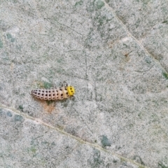 Illeis galbula (Fungus-eating Ladybird) at Narrabundah, ACT - 13 Apr 2022 by Mike