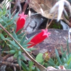 Astroloma humifusum at Cooma, NSW - 12 Apr 2022