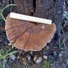 Sanguinoderma rude (Red-staining Stalked Polypore) at Cooma, NSW - 12 Apr 2022 by mahargiani