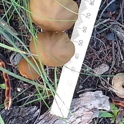 Unidentified Cap on a stem; gills below cap [mushrooms or mushroom-like] at Cooma, NSW - 12 Apr 2022 by mahargiani