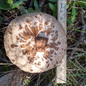 Macrolepiota clelandii at Cooma, NSW - 12 Apr 2022