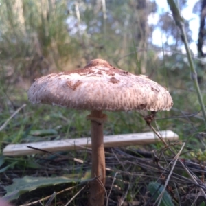 Macrolepiota clelandii at Cooma, NSW - 12 Apr 2022