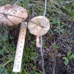 Macrolepiota clelandii at Cooma, NSW - 12 Apr 2022