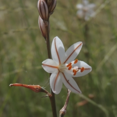 Asphodelus fistulosus (Onion Weed) at Chakola, NSW - 25 Dec 2021 by michaelb