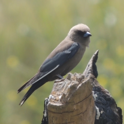 Artamus cyanopterus (Dusky Woodswallow) at Chakola, NSW - 26 Dec 2021 by michaelb