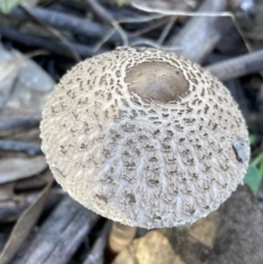 Macrolepiota clelandii (Macrolepiota clelandii) at Fadden, ACT - 12 Apr 2022 by AnneG1