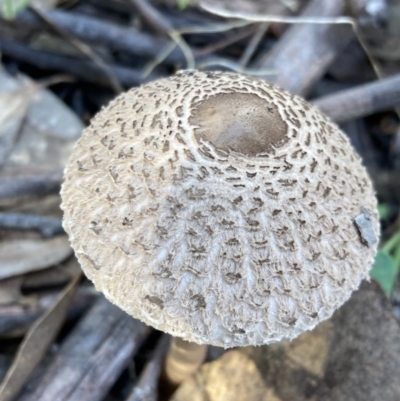 Macrolepiota clelandii (Macrolepiota clelandii) at Wanniassa Hill - 12 Apr 2022 by AnneG1