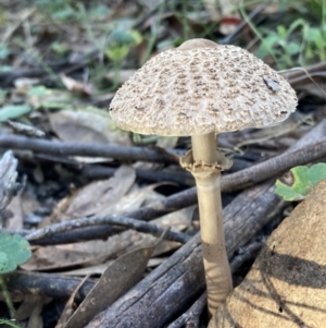 Macrolepiota clelandii at Fadden, ACT - 12 Apr 2022