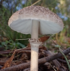 Macrolepiota clelandii at Fadden, ACT - 12 Apr 2022