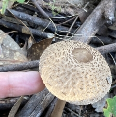 Macrolepiota clelandii at Fadden, ACT - 12 Apr 2022