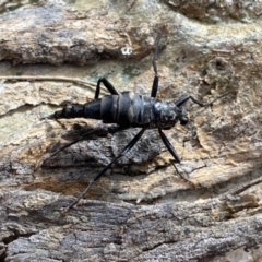 Boreoides subulatus (Wingless Soldier Fly) at Wandiyali-Environa Conservation Area - 13 Apr 2022 by Wandiyali