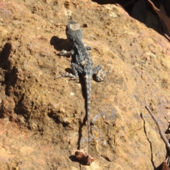 Amphibolurus muricatus (Jacky Lizard) at ANBG - 13 Apr 2022 by HelenCross