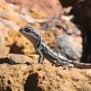 Amphibolurus muricatus at Acton, ACT - 13 Apr 2022