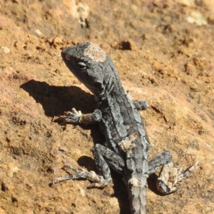 Amphibolurus muricatus at Acton, ACT - 13 Apr 2022 12:46 PM