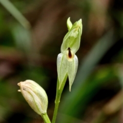 Pterostylis longifolia (Tall Greenhood) at Fitzroy Falls, NSW - 12 Apr 2022 by Snowflake