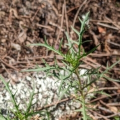 Isotoma axillaris (Australian Harebell, Showy Isotome) at Gelston Park, NSW - 12 Apr 2022 by Darcy