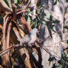 Geopelia placida (Peaceful Dove) at Gelston Park, NSW by Darcy