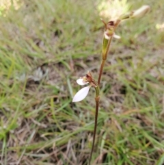 Eriochilus cucullatus (Parson's Bands) at Capertee, NSW - 12 Mar 2022 by LyndalT