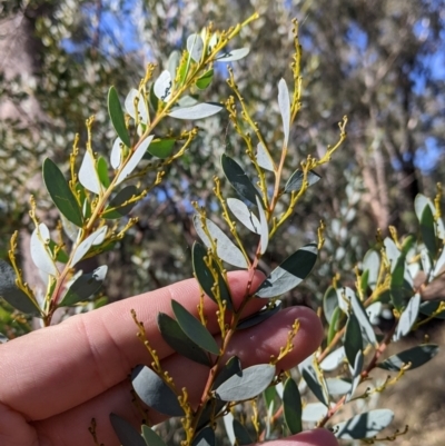 Acacia buxifolia subsp. buxifolia (Box-leaf Wattle) at Gelston Park, NSW - 13 Apr 2022 by Darcy