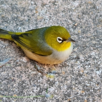 Zosterops lateralis (Silvereye) at Isaacs, ACT - 13 Apr 2022 by Mike
