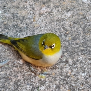 Zosterops lateralis at Isaacs, ACT - 13 Apr 2022 03:12 PM