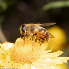 Eristalis tenax (Drone fly) at ANBG - 13 Apr 2022 by Roger
