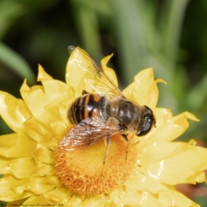 Eristalis tenax at Acton, ACT - 13 Apr 2022