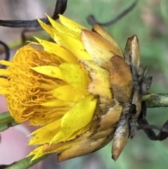 Xerochrysum viscosum (Sticky Everlasting) at Cotter River, ACT - 30 Mar 2022 by RAllen