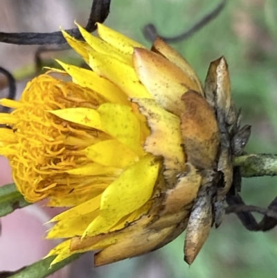 Xerochrysum viscosum (Sticky Everlasting) at Cotter River, ACT - 29 Mar 2022 by RAllen