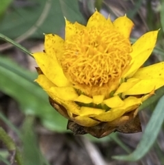 Xerochrysum viscosum at Cotter River, ACT - 30 Mar 2022 10:58 AM