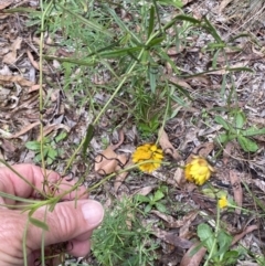 Xerochrysum viscosum at Cotter River, ACT - 30 Mar 2022 10:58 AM