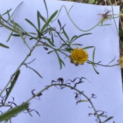 Xerochrysum viscosum at Cotter River, ACT - 30 Mar 2022