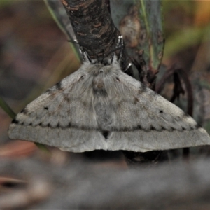 Chenuala heliaspis at Tennent, ACT - 11 Apr 2022 12:27 PM