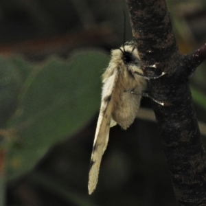 Chenuala heliaspis at Tennent, ACT - 11 Apr 2022