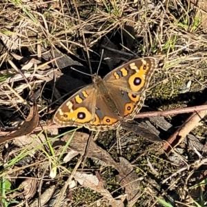 Junonia villida at Bruce, ACT - 13 Apr 2022 03:34 PM