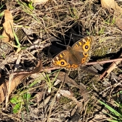 Junonia villida at Bruce, ACT - 13 Apr 2022 03:34 PM